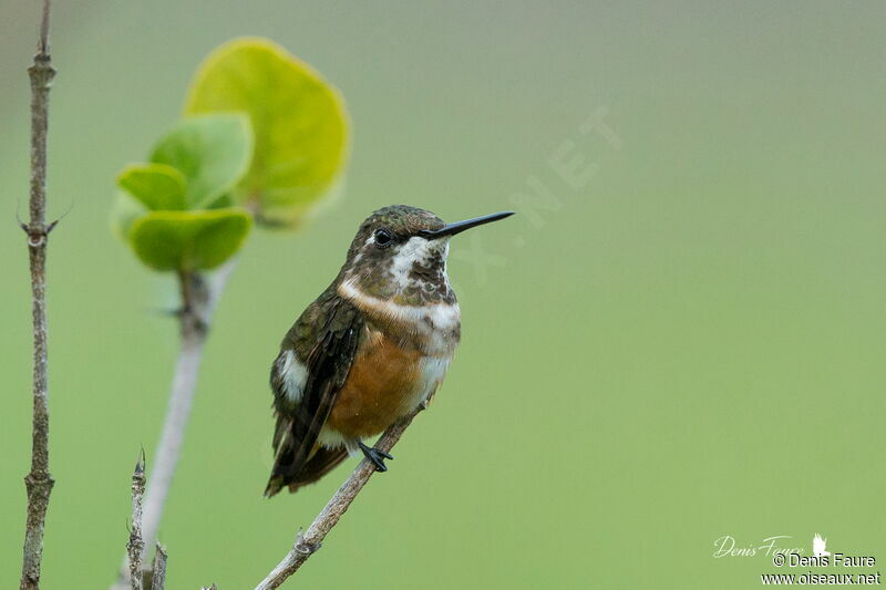 Colibri améthyste