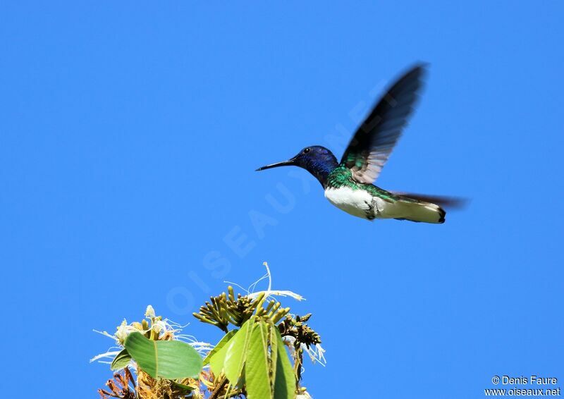 Colibri jacobin