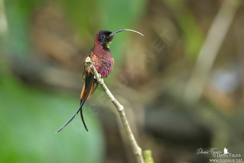 Colibri topaze mâle adulte