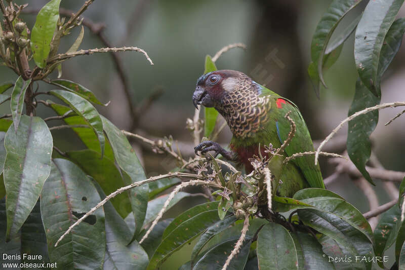 Conure versicoloreadulte, mange