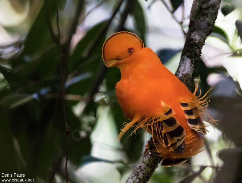 Guianan Cock-of-the-rock male adult, identification