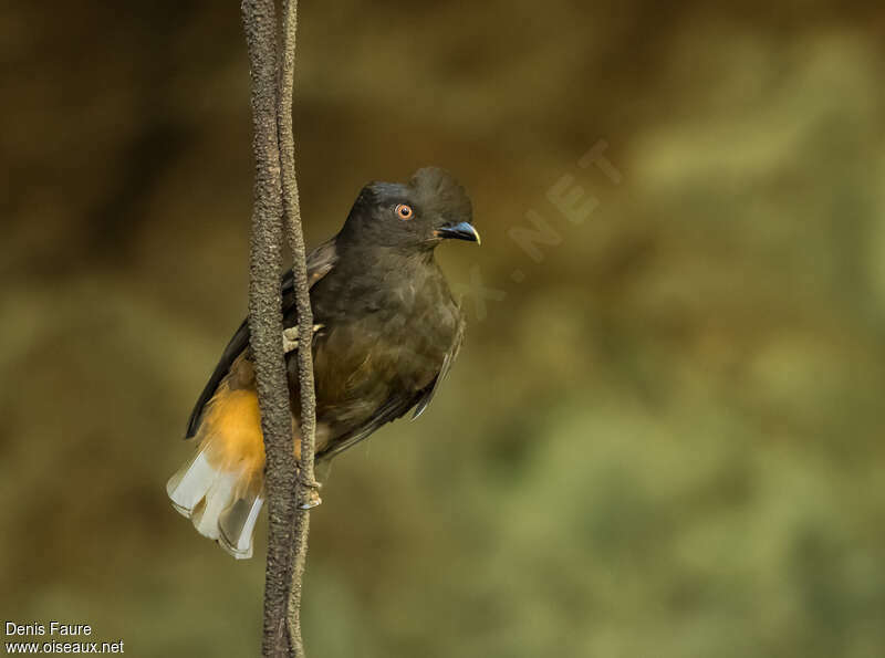 Coq-de-roche orange femelle adulte, identification