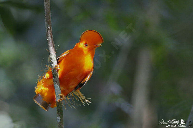 Coq-de-roche orange mâle adulte nuptial, parade