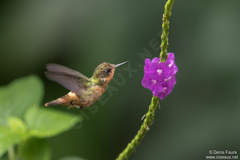 Tufted Coquette female adult