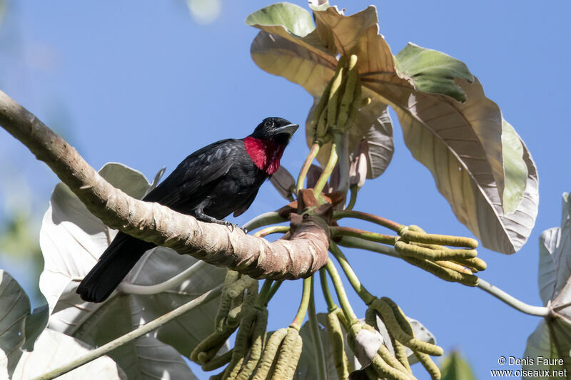 Purple-throated Fruitcrowadult