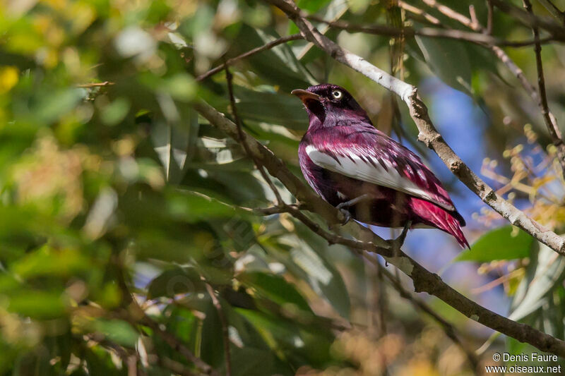 Cotinga pompadour mâle adulte