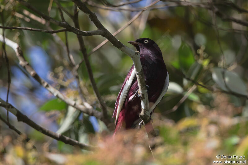 Cotinga pompadour mâle adulte