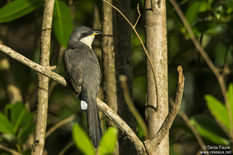 Mangrove Cuckoo