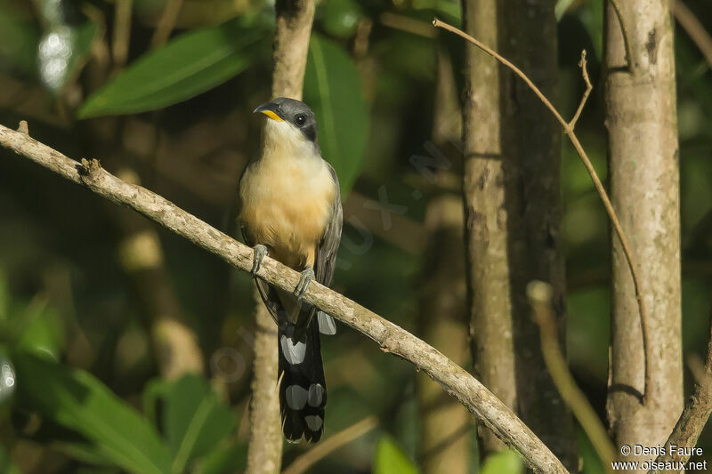 Mangrove Cuckooadult, song