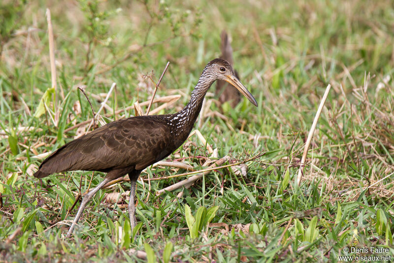 Limpkin