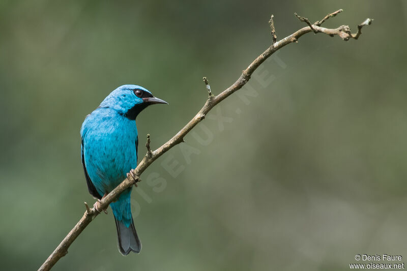 Dacnis bleu mâle adulte