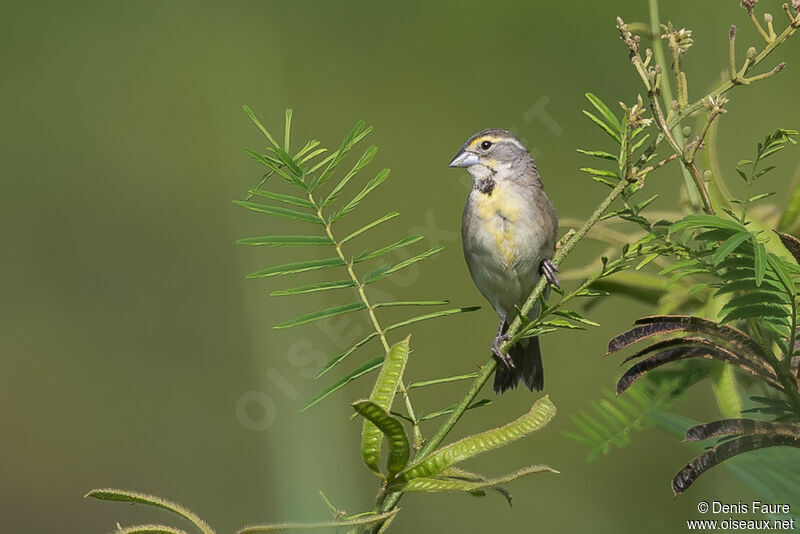 Dickcissel female adult