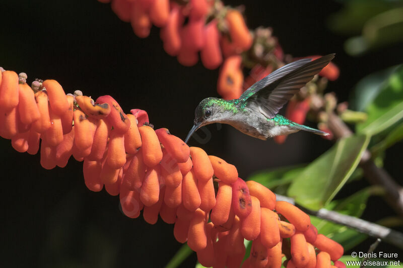 Fork-tailed Woodnymphadult