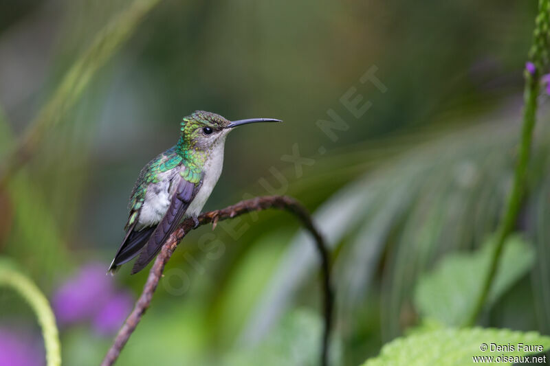 Fork-tailed Woodnymph