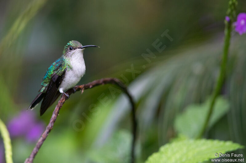 Fork-tailed Woodnymph female adult