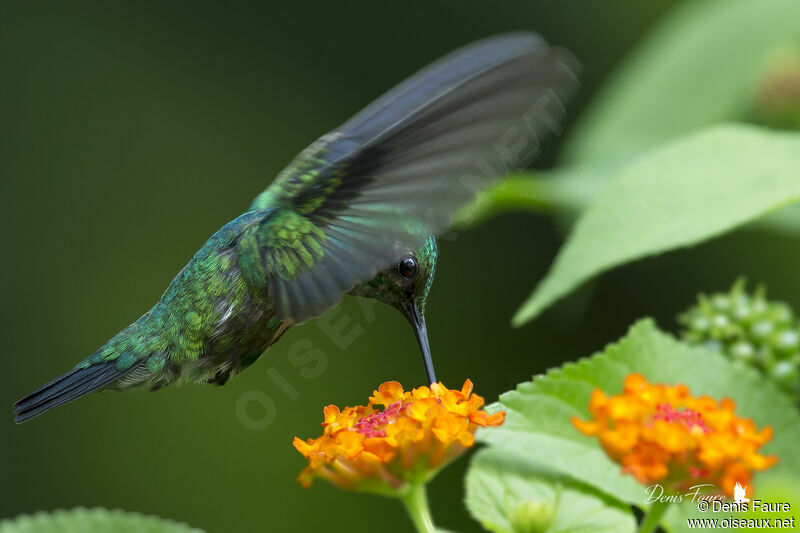 Blue-tailed Emerald male adult, eats