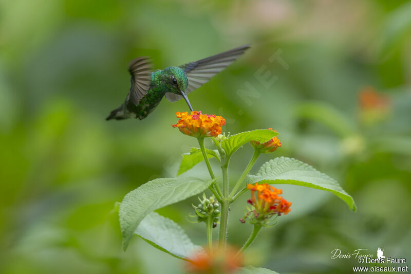 Blue-tailed Emerald male adult, Flight, eats