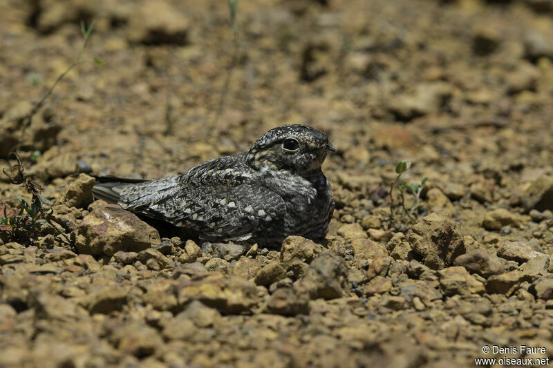 Lesser Nighthawk