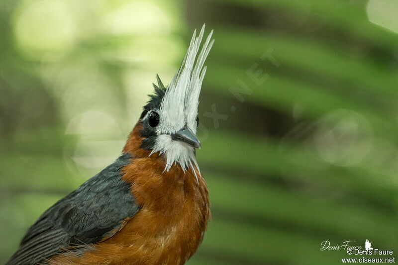 White-plumed Antbirdadult