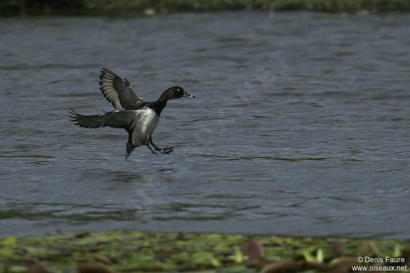 Ring-necked Duck