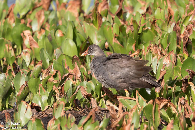 Gallinule d'Amérique1ère année, identification