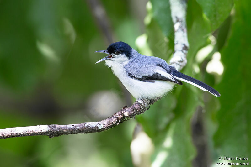 Tropical Gnatcatcher male adult