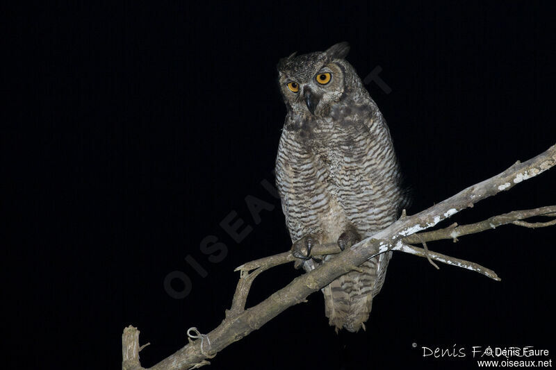 Great Horned Owladult