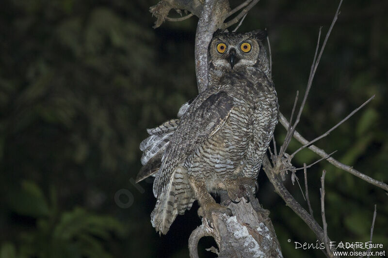 Great Horned Owladult