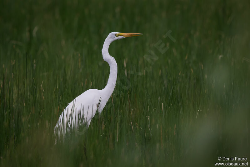 Great Egretadult