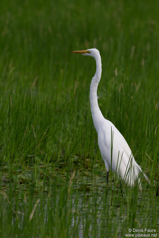 Great Egretadult