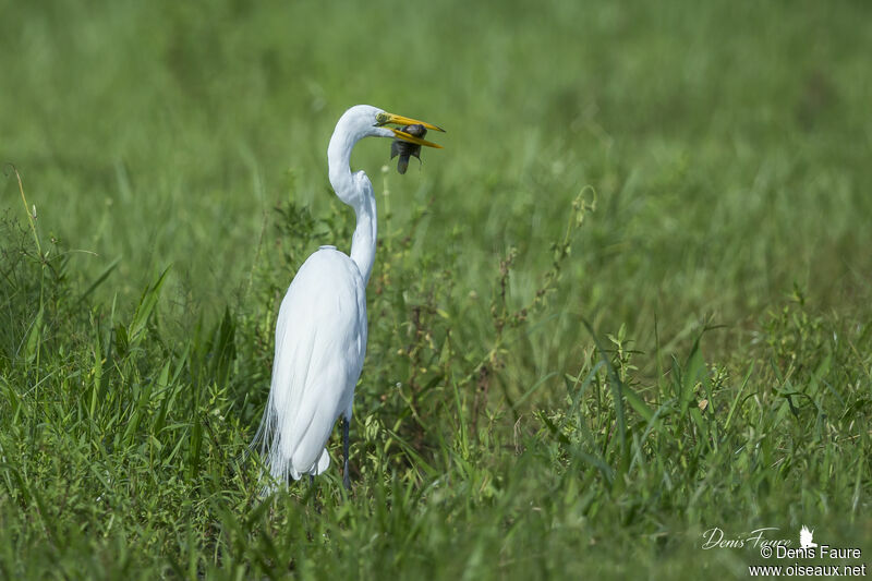 Great Egretadult, walking, fishing/hunting, eats