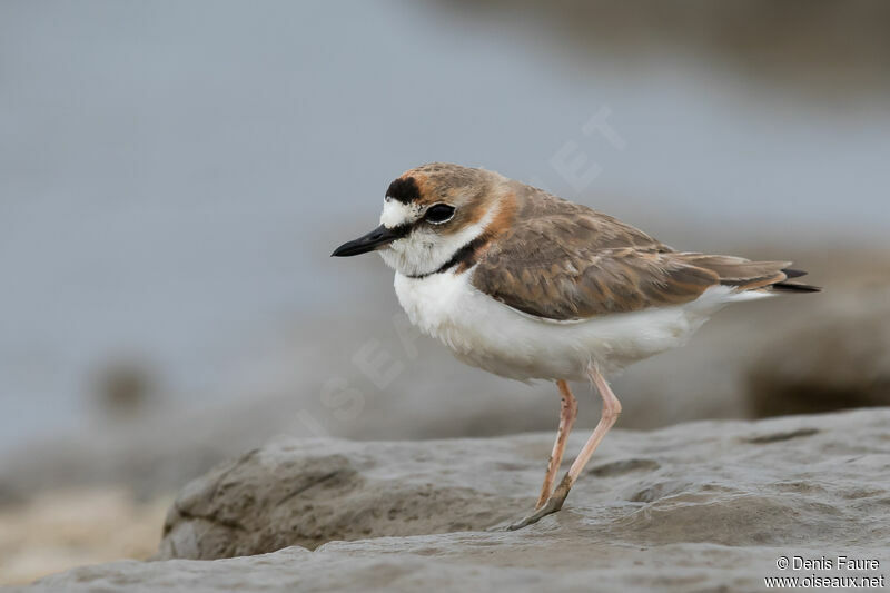 Collared Plover