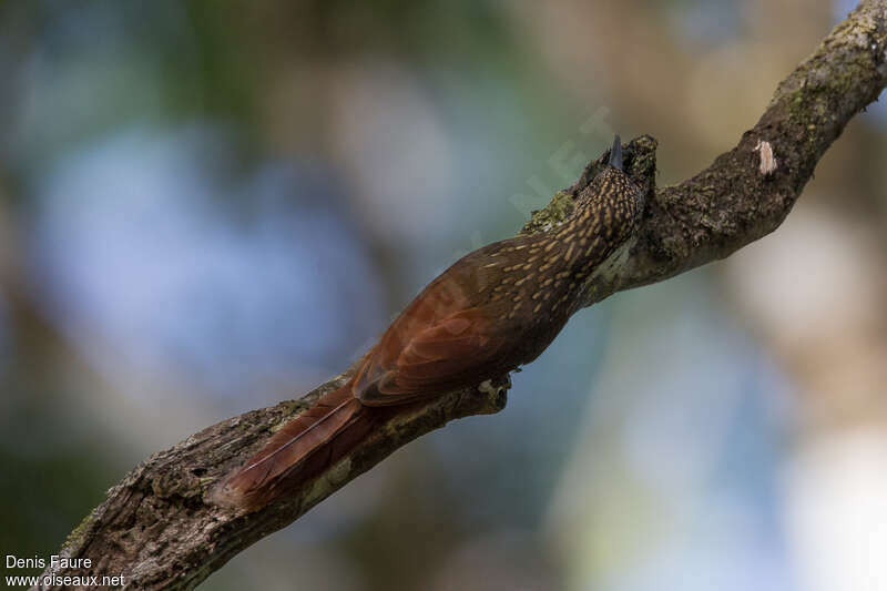 Chestnut-rumped Woodcreeperadult, habitat, pigmentation, fishing/hunting, Behaviour