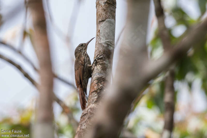 Guianan Woodcreeperadult, identification