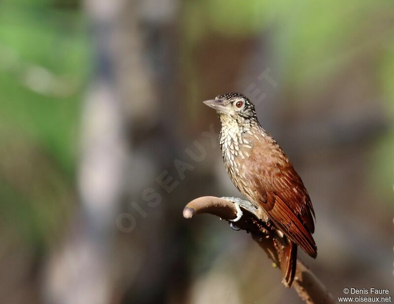 Straight-billed Woodcreeperadult