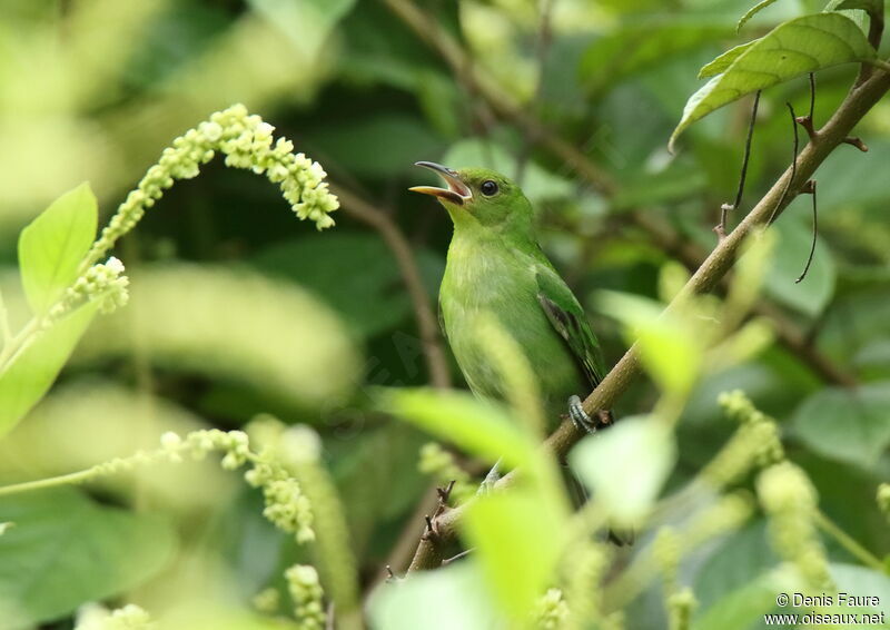 Green HoneycreeperFirst year, song