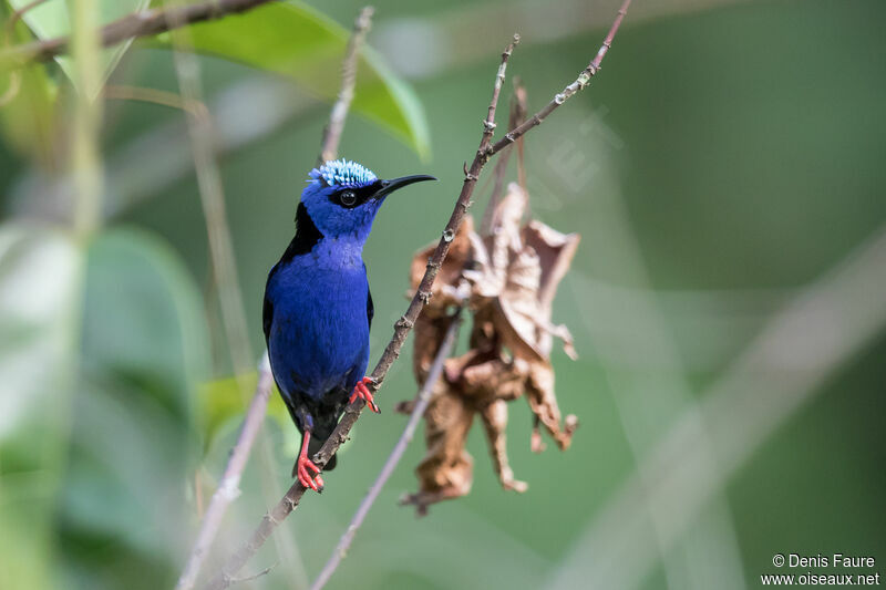 Red-legged Honeycreeper