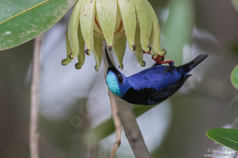 Red-legged Honeycreeper