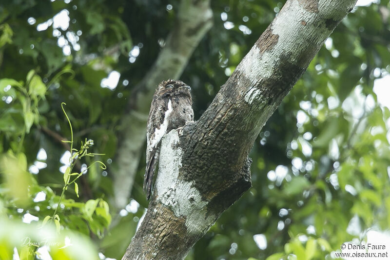 White-winged Potooadult