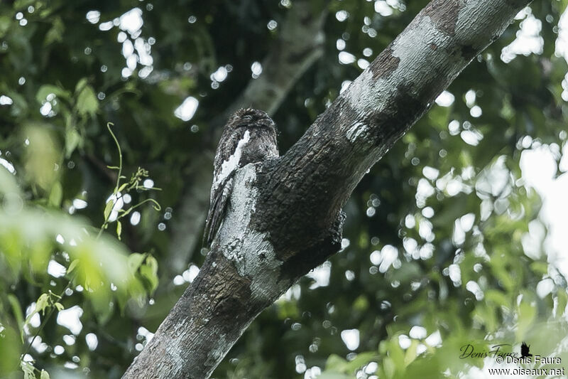 White-winged Potooadult