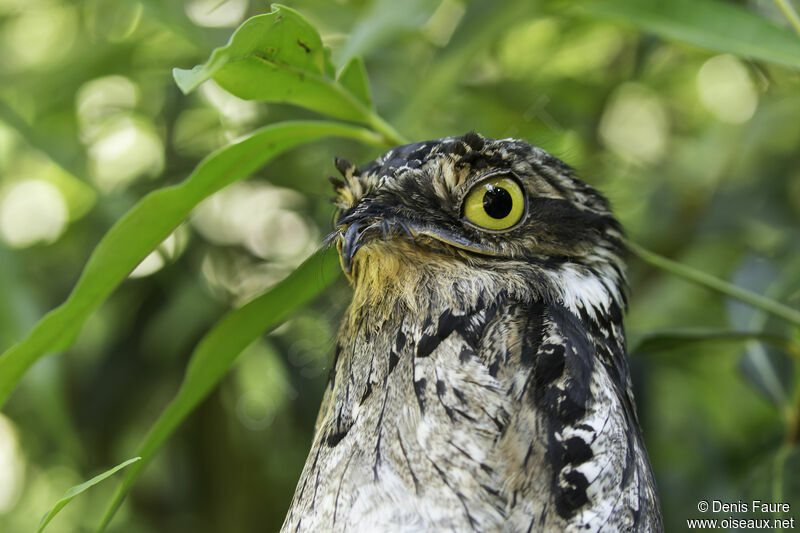 Common Potoo