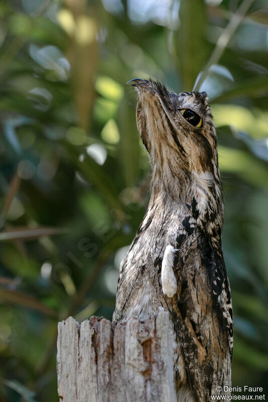 Common Potoo