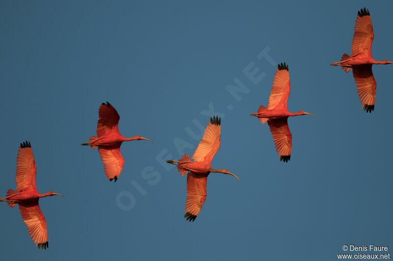 Scarlet Ibis