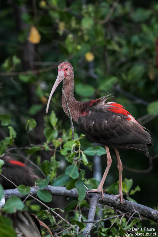 Ibis rouge