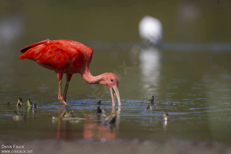 Scarlet Ibisadult, walking, fishing/hunting