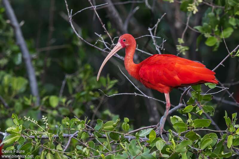 Ibis rougeadulte, identification