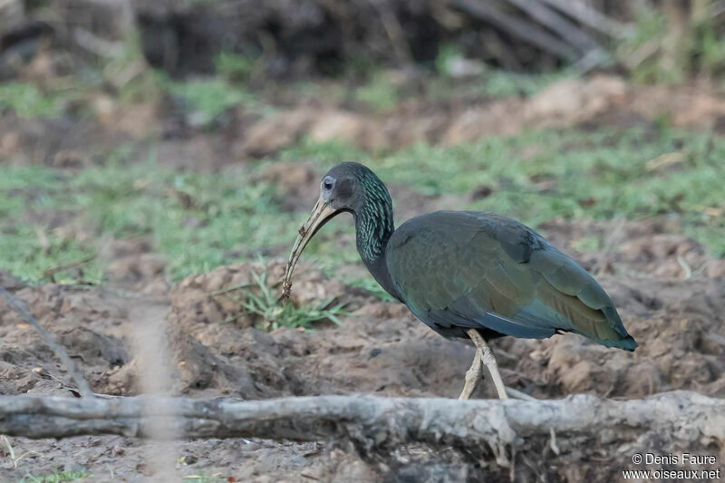 Green Ibisadult