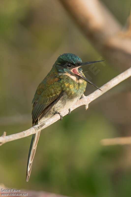 Bronzy Jacamar female adult, Behaviour