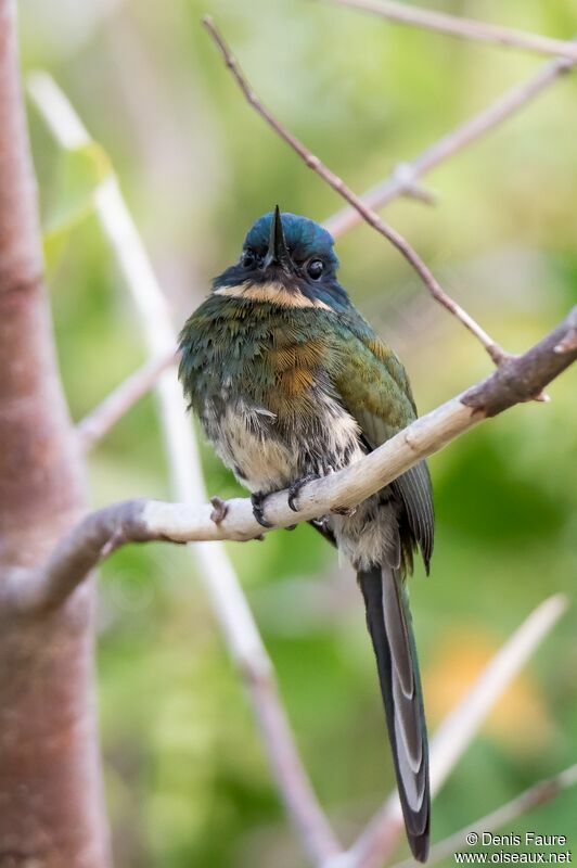 Jacamar à ventre blanc