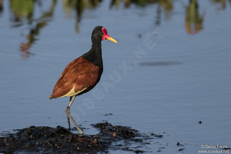 Wattled Jacanaadult